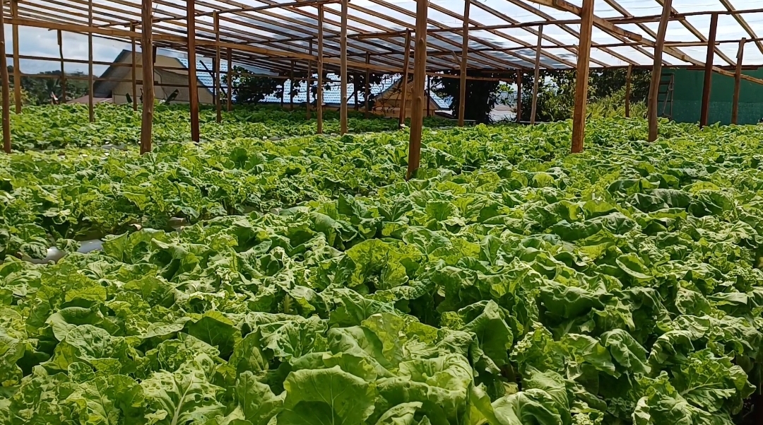 Kampung Sayur Dak Jaya untuk Dukung Ketahanan Pangan dan Perekonomian Masyarakat