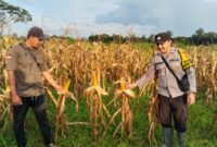 Pemantauan Jagung Hibrida oleh Bhabinkamtibmas Polsek Manis Mata di Desa Terusan