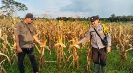 Pemantauan Jagung Hibrida oleh Bhabinkamtibmas Polsek Manis Mata di Desa Terusan