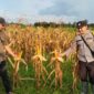 Pemantauan Jagung Hibrida oleh Bhabinkamtibmas Polsek Manis Mata di Desa Terusan