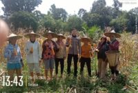 Bintara Penggerak Polri Hadiri Panen Perdana Jagung di Desa Tembawang Bale
