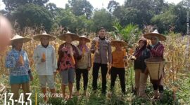 Bintara Penggerak Polri Hadiri Panen Perdana Jagung di Desa Tembawang Bale