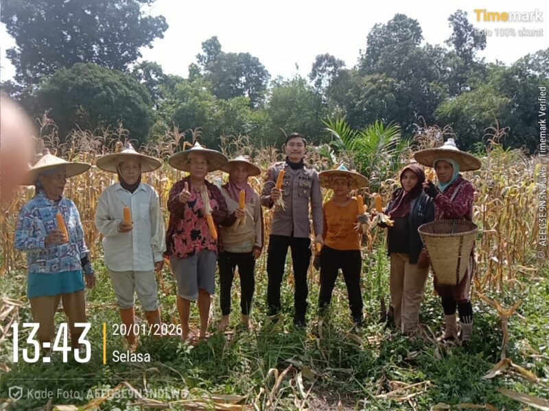 Bintara Penggerak Polri Hadiri Panen Perdana Jagung di Desa Tembawang Bale