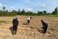 Dukung Program Nasional, Polres Melawi Kelola Lahan Jagung Bersama Polsek dan Kelompok Tani