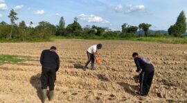 Dukung Program Nasional, Polres Melawi Kelola Lahan Jagung Bersama Polsek dan Kelompok Tani