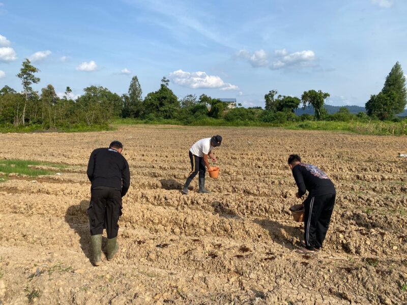 Dukung Program Nasional, Polres Melawi Kelola Lahan Jagung Bersama Polsek dan Kelompok Tani