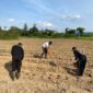 Dukung Program Nasional, Polres Melawi Kelola Lahan Jagung Bersama Polsek dan Kelompok Tani