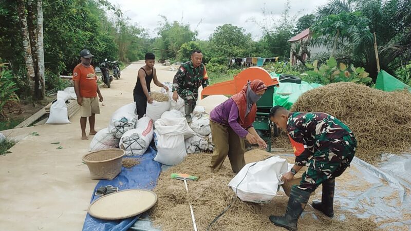 Babinsa Koramil Sejangkung Bersama Petani Sambas Rontokkan Padi Panen