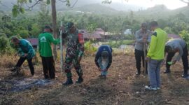 Danramil 05/Pemangkat Tinjau dan Hadiri Penanaman Jagung Program Hanpangan