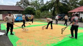Ketahanan Pangan Nasional, Personel Polres Melawi Rutin Lakukan Penjemuran Jagung
