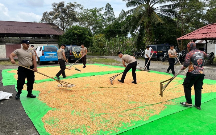 Ketahanan Pangan Nasional, Personel Polres Melawi Rutin Lakukan Penjemuran Jagung