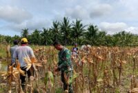 Panen Jagung di Sungai Nilam, Babinsa dan Gapoktan Perkuat Ketahanan Pangan Desa