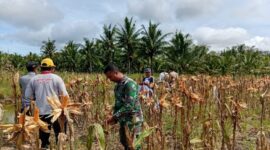 Panen Jagung di Sungai Nilam, Babinsa dan Gapoktan Perkuat Ketahanan Pangan Desa