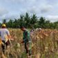 Panen Jagung di Sungai Nilam, Babinsa dan Gapoktan Perkuat Ketahanan Pangan Desa