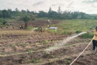 Musim Kemarau, Polres Melawi Intensifkan Penyiraman Tanaman Jagung