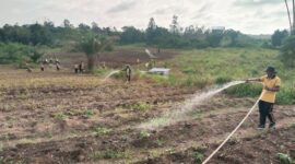 Musim Kemarau, Polres Melawi Intensifkan Penyiraman Tanaman Jagung