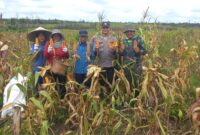 Polsek Nanga Pinoh dan Pemdes Merah Arai Sukses Panen Jagung Hibrida