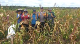 Polsek Nanga Pinoh dan Pemdes Merah Arai Sukses Panen Jagung Hibrida