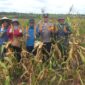 Polsek Nanga Pinoh dan Pemdes Merah Arai Sukses Panen Jagung Hibrida