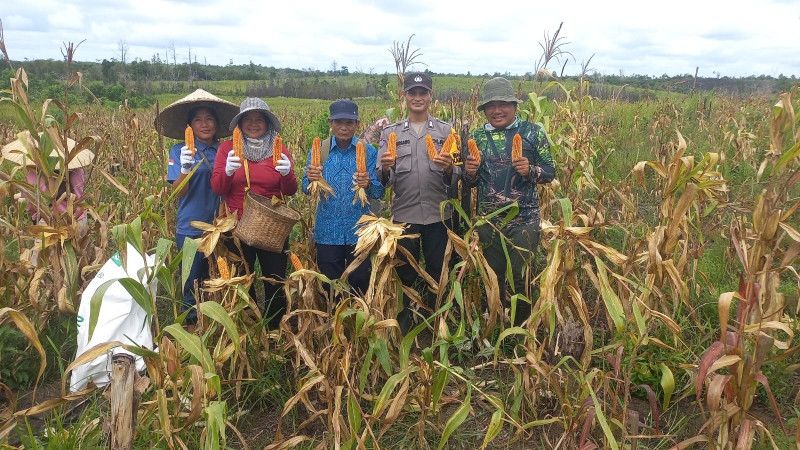 Polsek Nanga Pinoh dan Pemdes Merah Arai Sukses Panen Jagung Hibrida