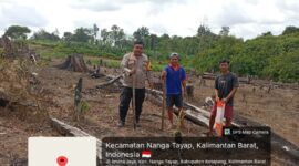 Polsek Nanga Tayap Bersama Petani Laksanakan Penanaman Jagung Hibrida
