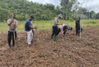 Pasca Panen, Polsek Kota Baru Tanam Ulang Jagung Hibrida di Desa Suka Maju