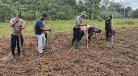 Pasca Panen, Polsek Kota Baru Tanam Ulang Jagung Hibrida di Desa Suka Maju