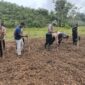Pasca Panen, Polsek Kota Baru Tanam Ulang Jagung Hibrida di Desa Suka Maju
