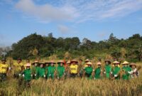 Yonif TP 833/BD Wujudkan Asta Cita, Panen Perdana Padi di Sanggau