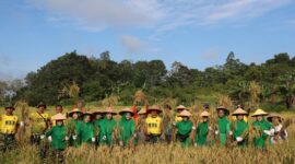 Yonif TP 833/BD Wujudkan Asta Cita, Panen Perdana Padi di Sanggau