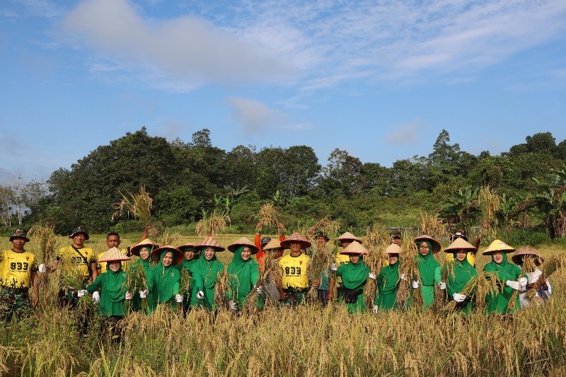 Yonif TP 833/BD Wujudkan Asta Cita, Panen Perdana Padi di Sanggau