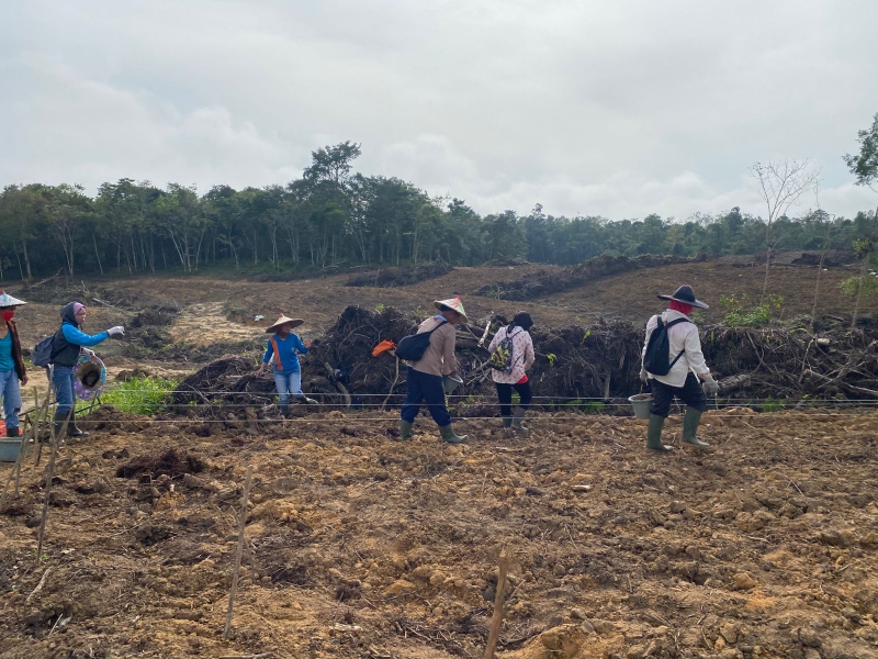 Demplot Jagung Polres Landak Buka Akses Jalan dan Tingkatkan Lapangan Kerja Warga Desa Nyiin