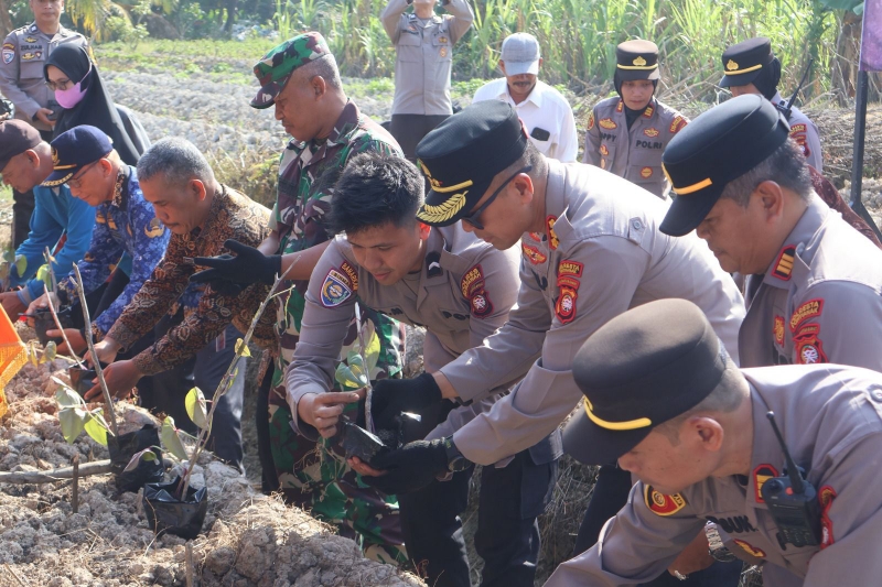 Sinergi Polri dan Petani, Kapolresta Pontianak Launching Uwi Ungu di Pontianak Barat