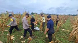 Kapolsek Matan Hilir Selatan Bersama Petani Panen Jagung Hibrida di Ketapang