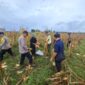 Kapolsek Matan Hilir Selatan Bersama Petani Panen Jagung Hibrida di Ketapang