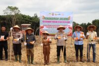 Sinergi Polres dan Forkopimda Ketapang Awali 2026 dengan Penanaman Jagung Hibrida