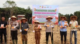Sinergi Polres dan Forkopimda Ketapang Awali 2026 dengan Penanaman Jagung Hibrida
