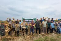 Polsek Manis Mata Gelar Panen Jagung Hibrida Bersama Forkopimcam dan Perusahaan