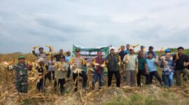 Polsek Manis Mata Gelar Panen Jagung Hibrida Bersama Forkopimcam dan Perusahaan
