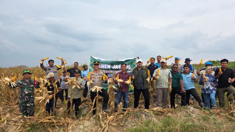 Polsek Manis Mata Gelar Panen Jagung Hibrida Bersama Forkopimcam dan Perusahaan