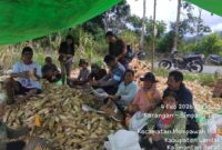 Panen Perdana Jagung Desa Sala’as, Bintara Penggerak Dukung Program Ketahanan Pangan