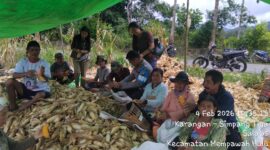 Panen Perdana Jagung Desa Sala’as, Bintara Penggerak Dukung Program Ketahanan Pangan