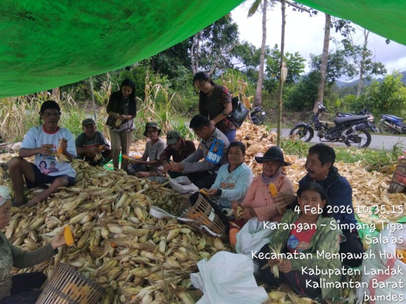 Panen Perdana Jagung Desa Sala’as, Bintara Penggerak Dukung Program Ketahanan Pangan