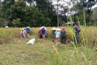 Dukung Ketahanan Pangan, Babinsa Bunut Hilir Gotong Royong Panen Padi Bersama Poktan