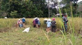 Dukung Ketahanan Pangan, Babinsa Bunut Hilir Gotong Royong Panen Padi Bersama Poktan