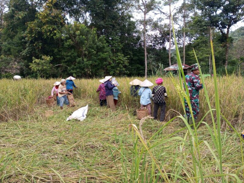 Dukung Ketahanan Pangan, Babinsa Bunut Hilir Gotong Royong Panen Padi Bersama Poktan