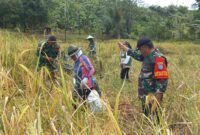TNI Hadir di Tengah Petani, Danramil Entikong Dampingi Panen Padi Kelompok Tani