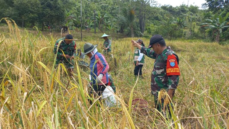 TNI Hadir di Tengah Petani, Danramil Entikong Dampingi Panen Padi Kelompok Tani