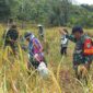 TNI Hadir di Tengah Petani, Danramil Entikong Dampingi Panen Padi Kelompok Tani
