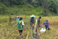 Aksi Nyata TNI di Perbatasan, Koramil Entikong Bantu Petani Panen Padi